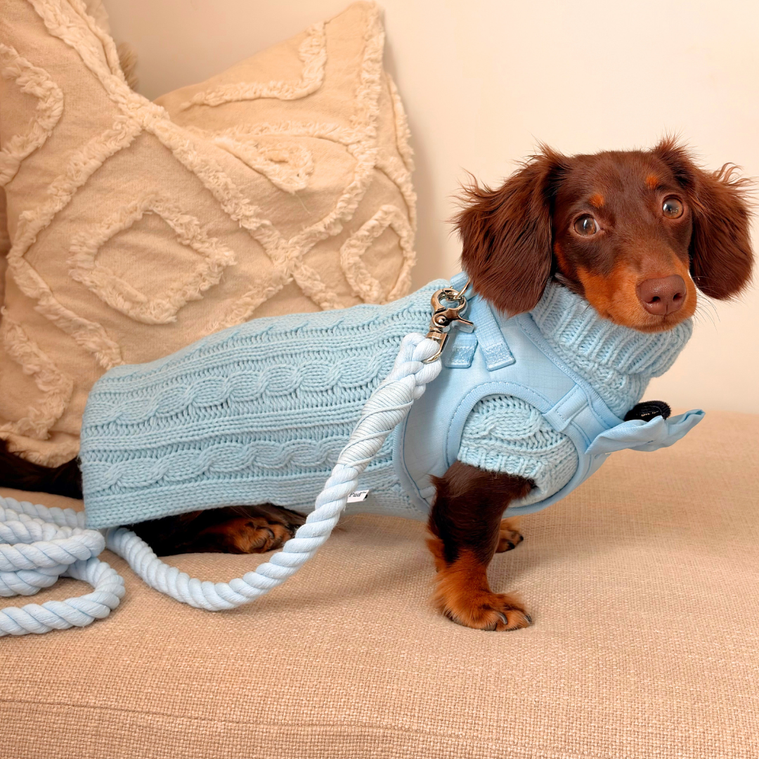 Dachshund Clothing & Harnesses: The Complete Fit Guide