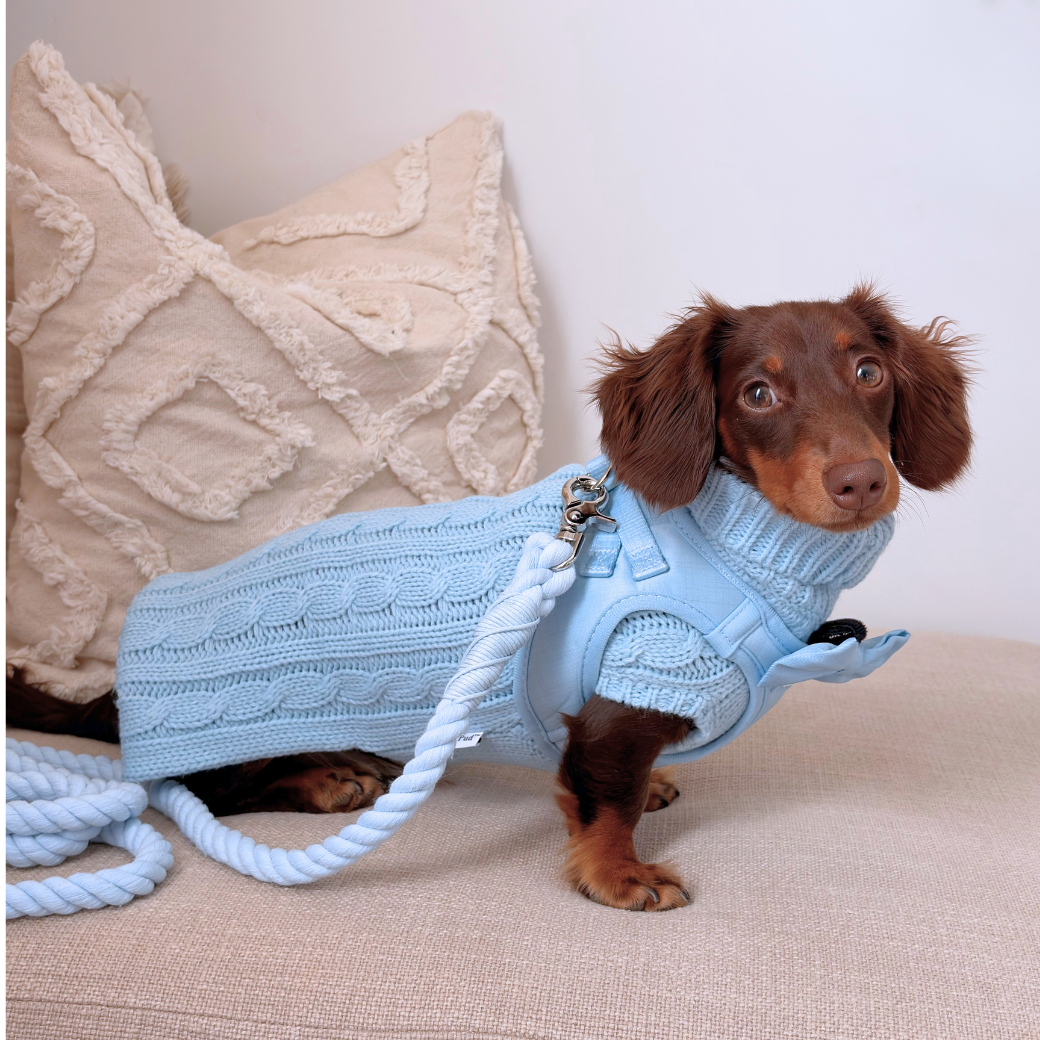 Dachshund Clothing & Harnesses: The Complete Fit Guide