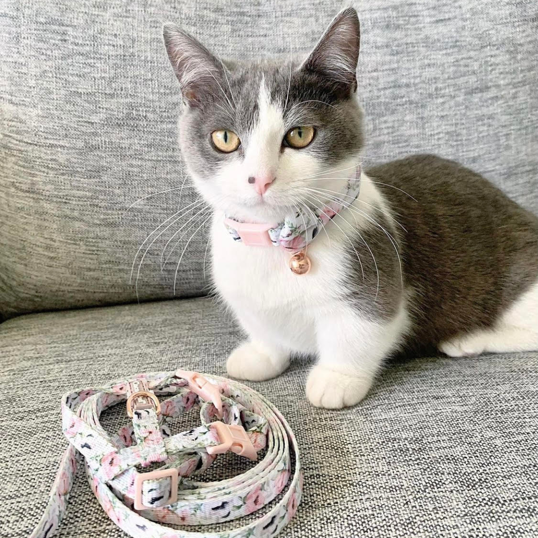 How to Fit Your Cat: Collars, Harnesses & Safety