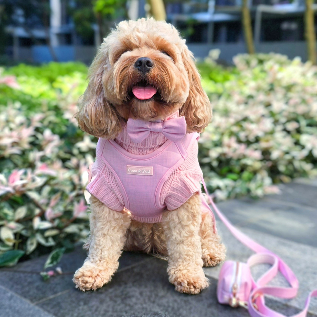 How to Measure Your Dog for a Collar, Harness, Coat & Jumper