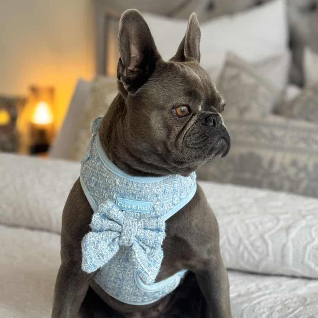 Boucle de Luxe - Whisper Blue
