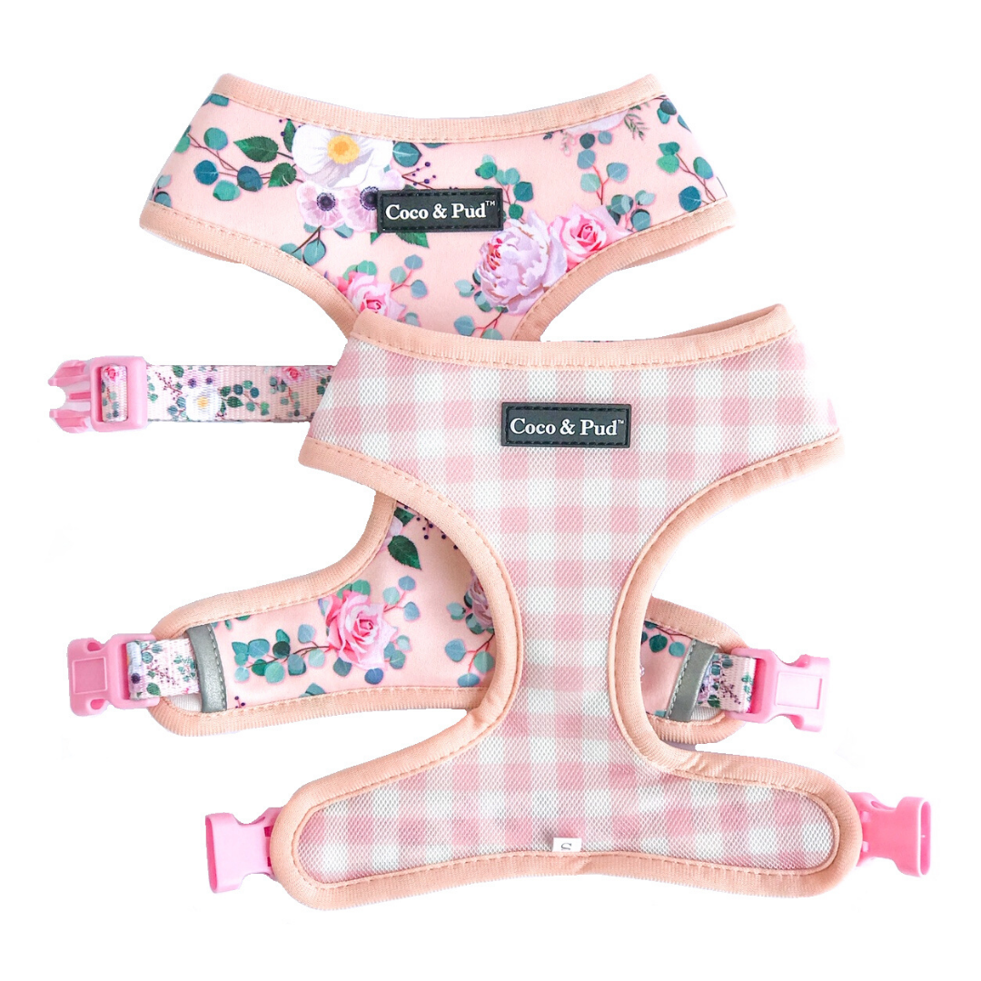 New arrivals 'Provence Rose'