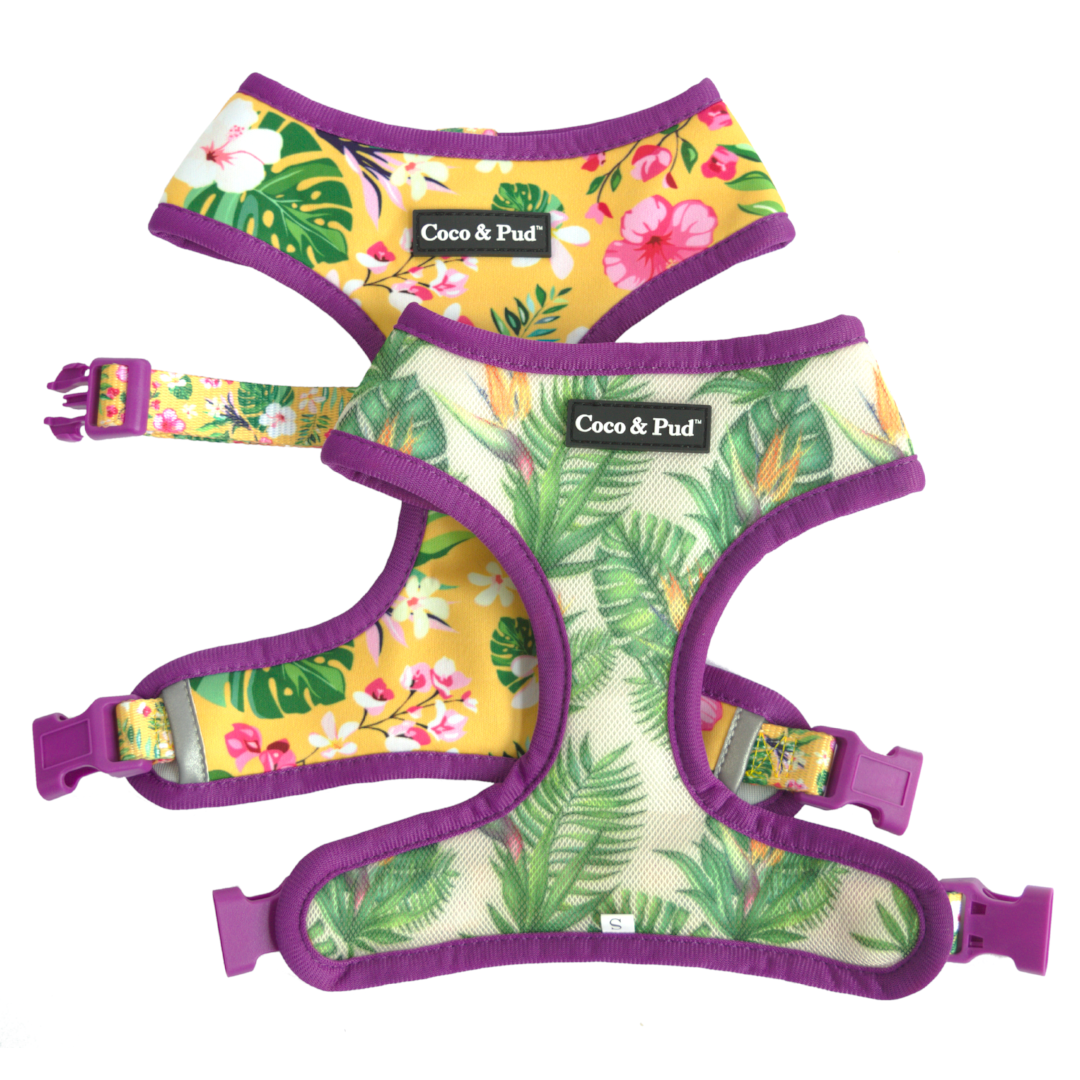 New Arrivals 'Summer Sunrise' - Pre-order Now!