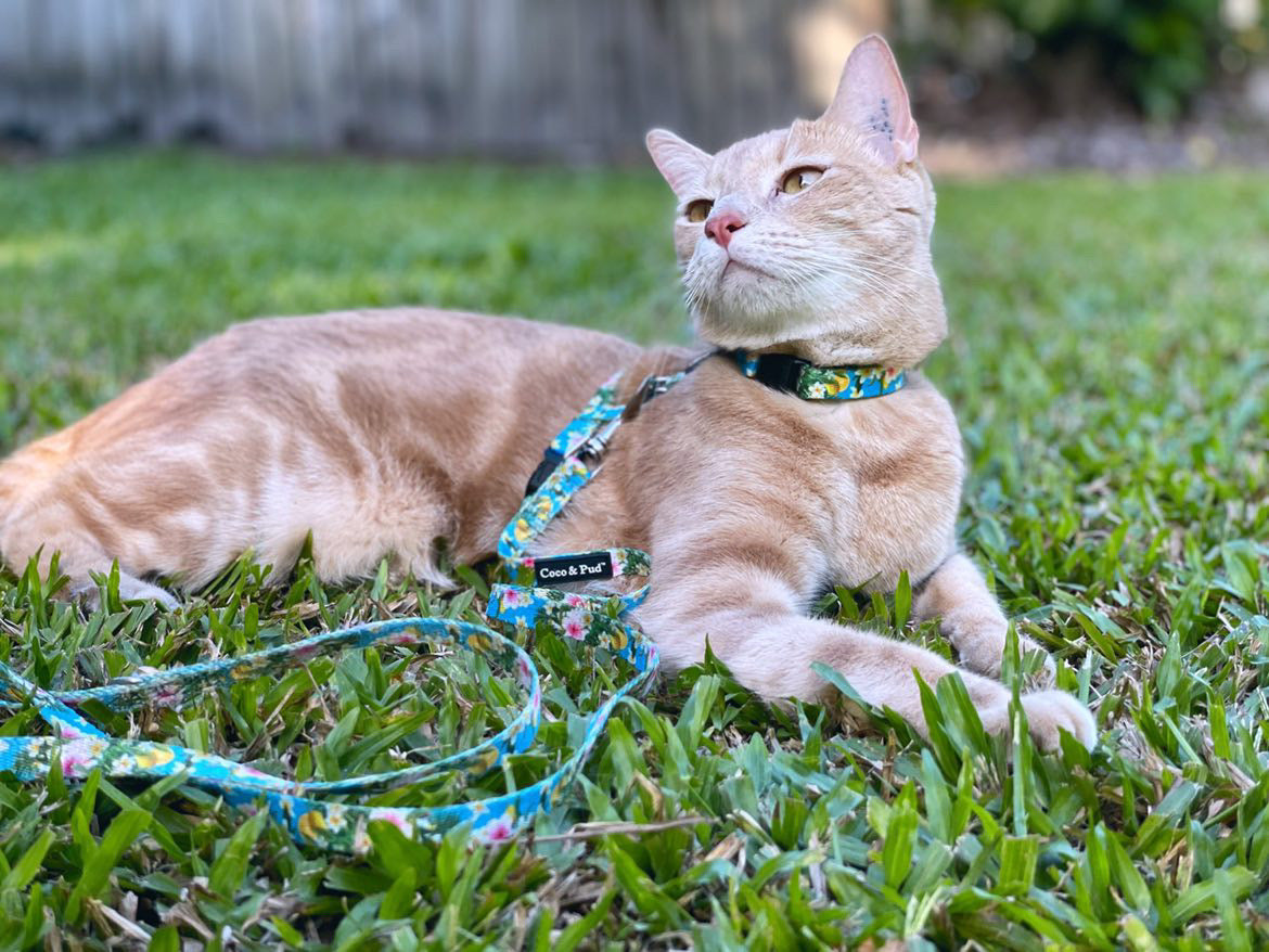 Flamingo Tropical Cat Lead