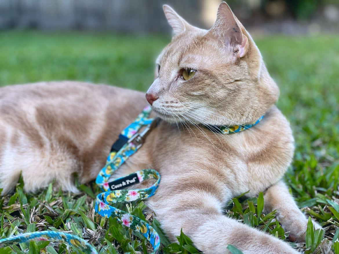 Flamingo Tropical Cat Lead