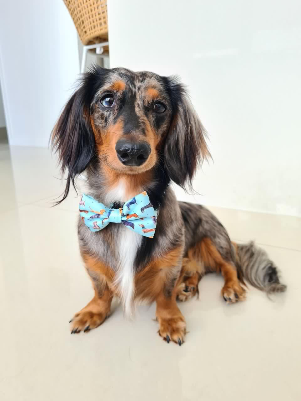 Doxie Love Puppy Harness by Coco & Pud