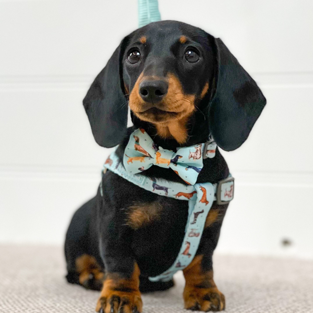 Doxie Love UniClip Lite Dog Harness