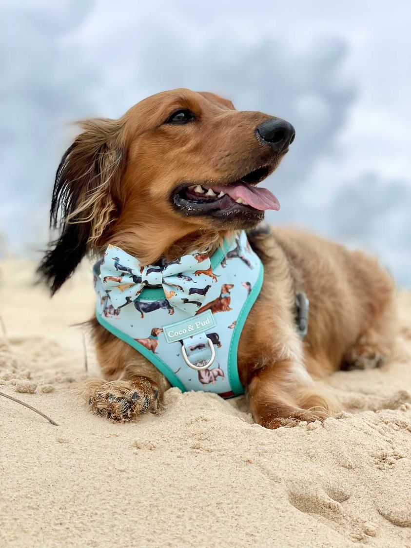 Coco & Pud Doxie Love