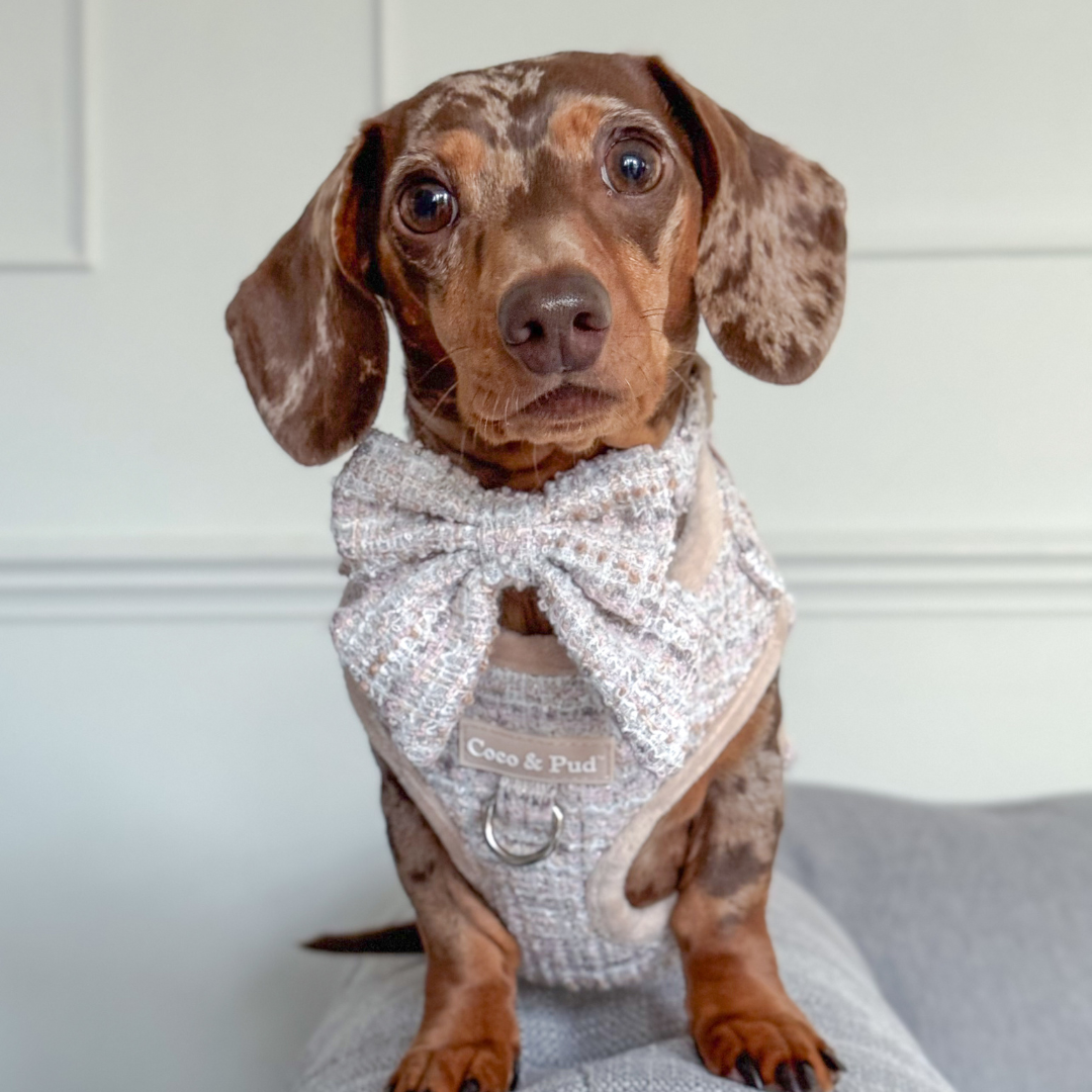 Boucle de Luxe Adjustable Dog Harness - Timeless Taupe