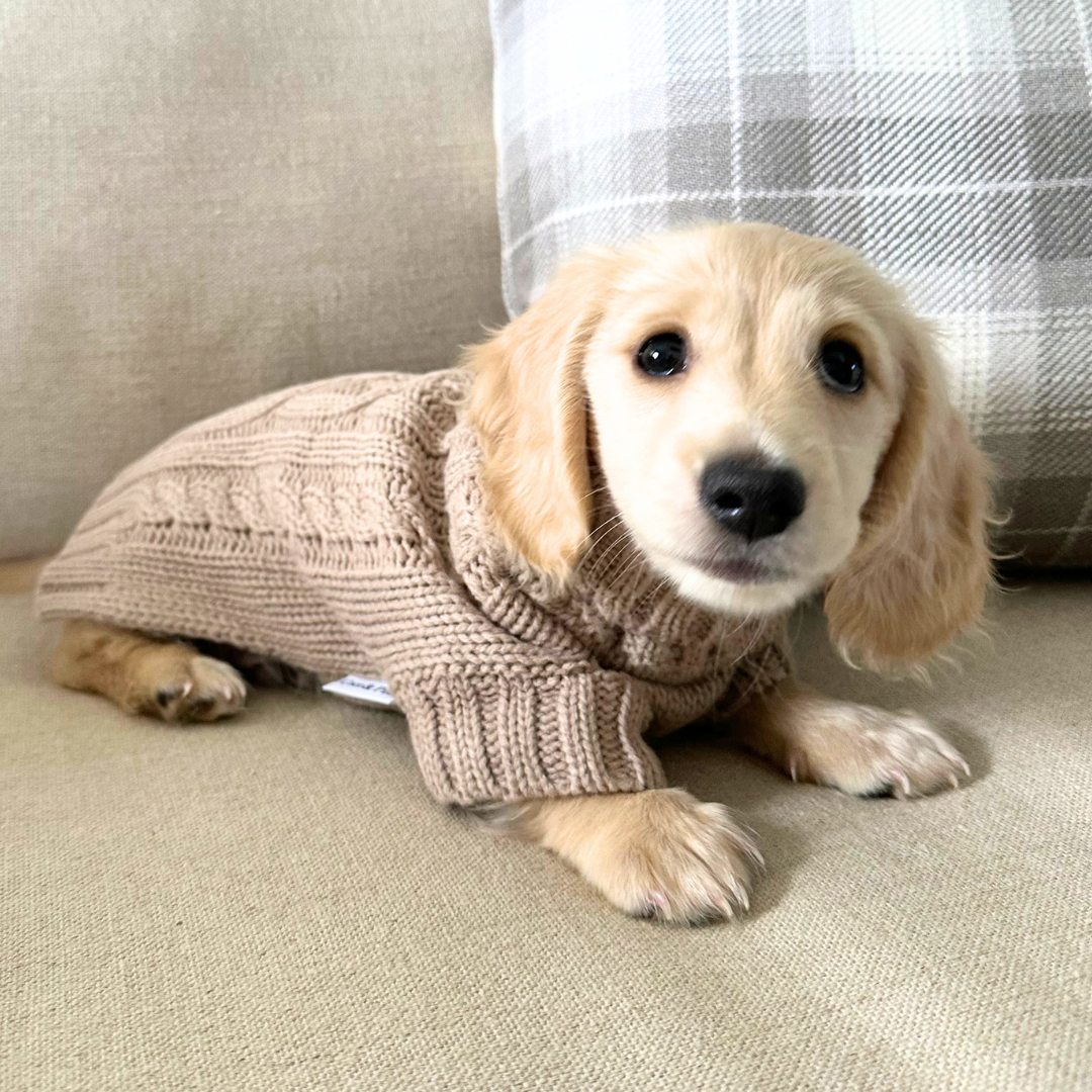 Dachshund puppy wearing Coco & Pud Coco Cable dog sweater in Mocha colour