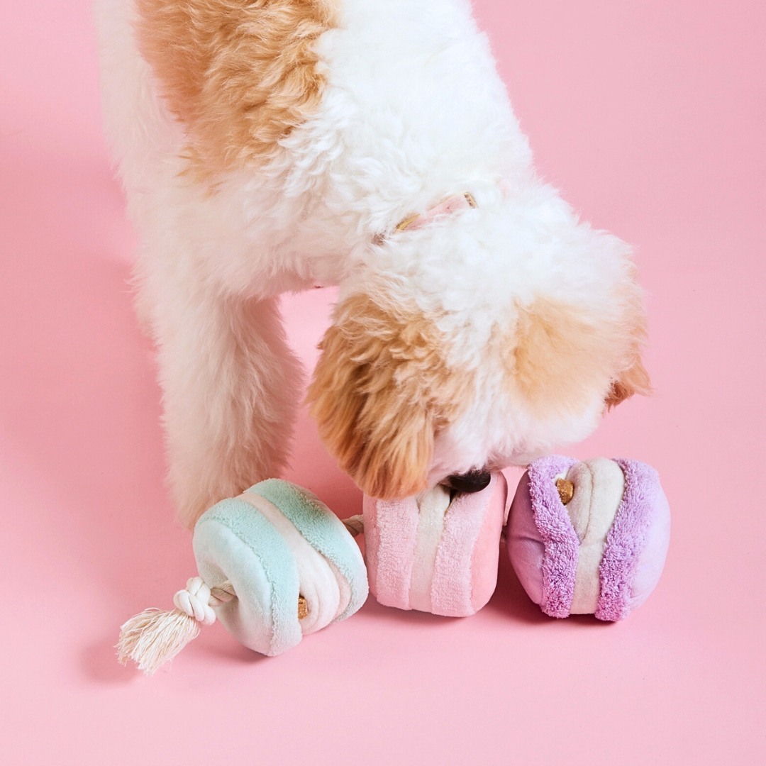 Coco & Pud Cavoodle dog finding hidden dog treats in the Macarons Interactive Snuffle Dog Toy - The Foggy Dog
