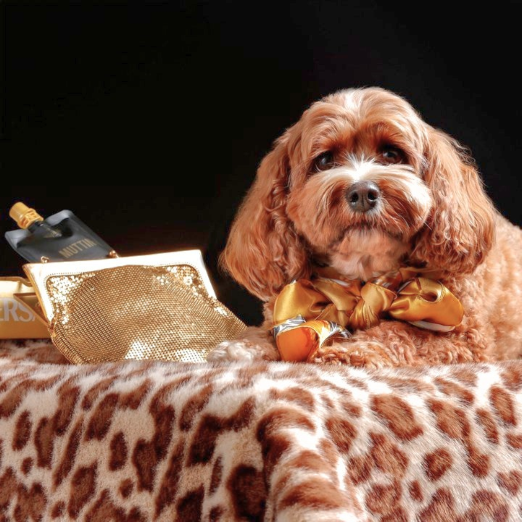 Coco & Pud - Muttini Barrellied Beef Broth with Apple Twist Reduction dog tonic/ mocktail with a small Cavoodle dog - Puptail Society