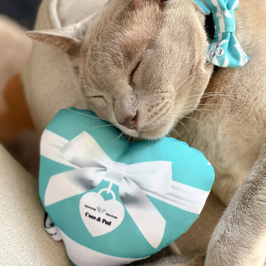 Coco & Pud - Burmese cat sleeping cuddling an Audrey heart-shaped teal and white gift box toy with a white bow and an Audrey teal-and-white striped collar.