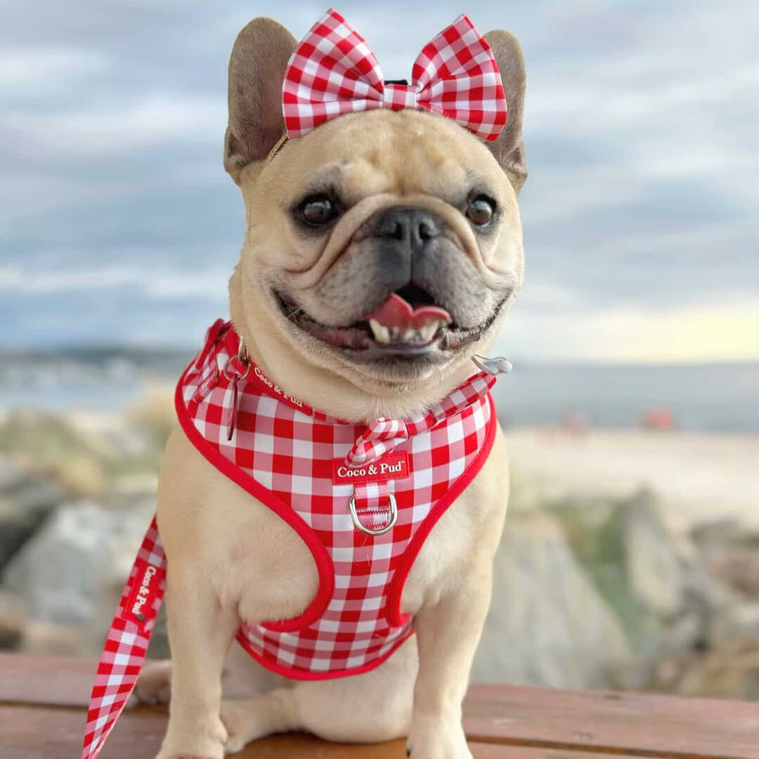 French Bulldog wearing Gingham Red Bow tie and matching dog accessories