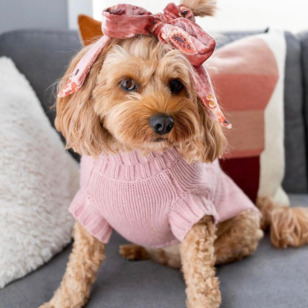 Cavoodle wearing Coco & Pud Coco Cable Dog Sweater in Rose colour