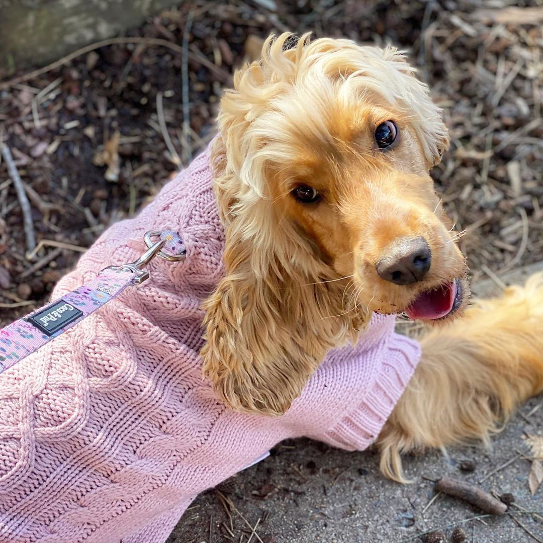 Cocker Spaniel wearing Coco & Pud Coco Cable Dog Sweater in Rose colour