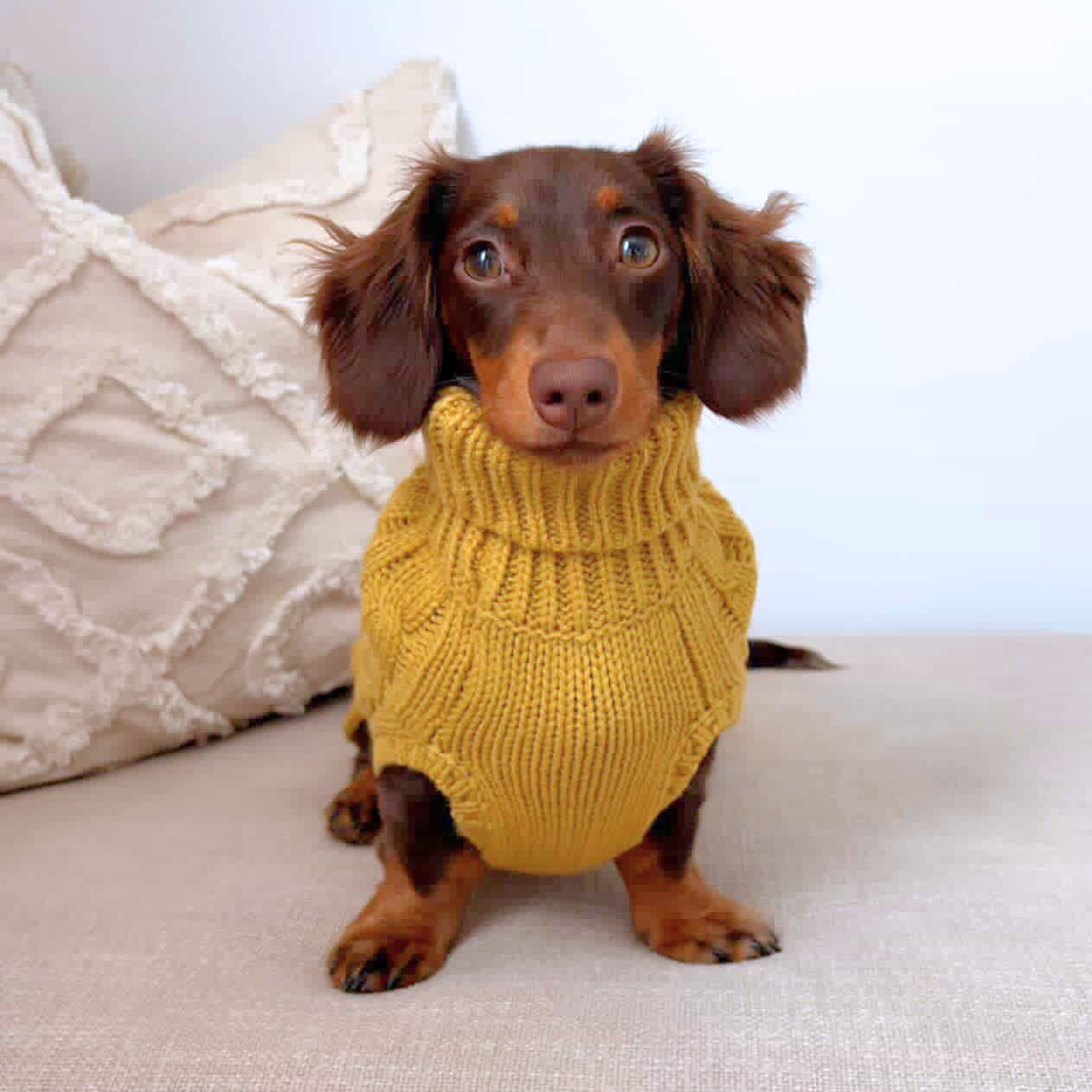 NEW! Coco & Pud Dachshund Cable Dog Sweater/ Dog Jumper - Ochre
