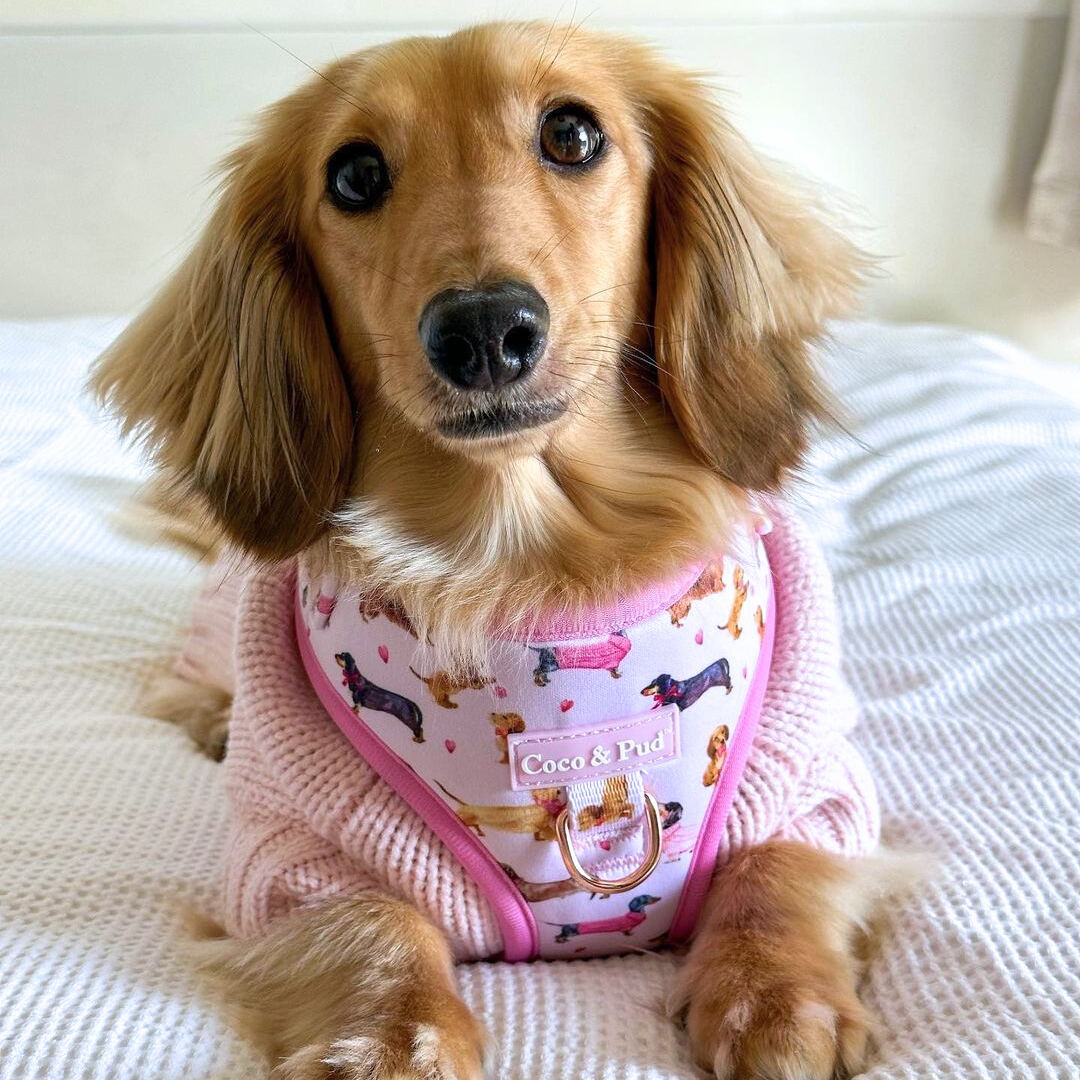 Coco & Pud Doxie Rose Adjustable Harness with long haired Dachshund