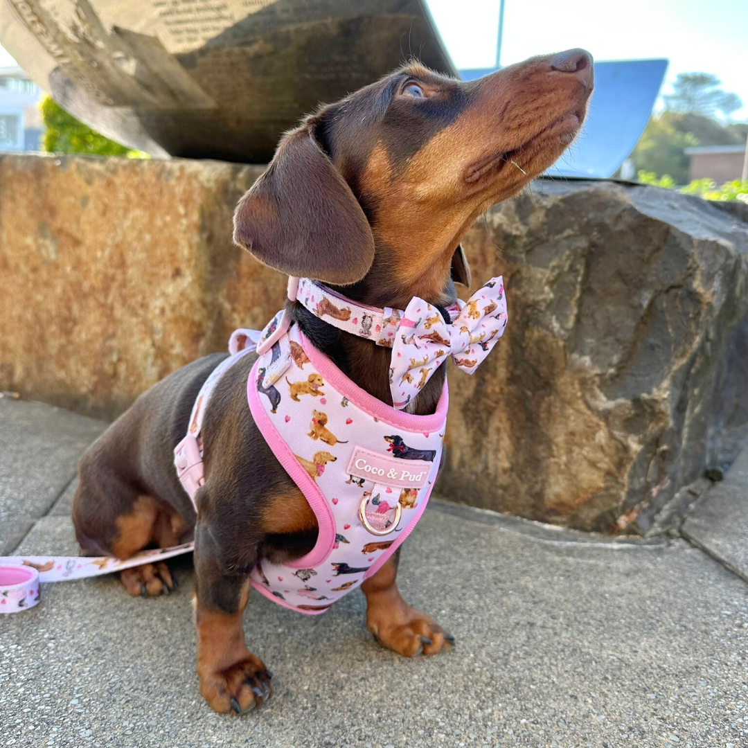 Doxie Rose Dog Bow tie