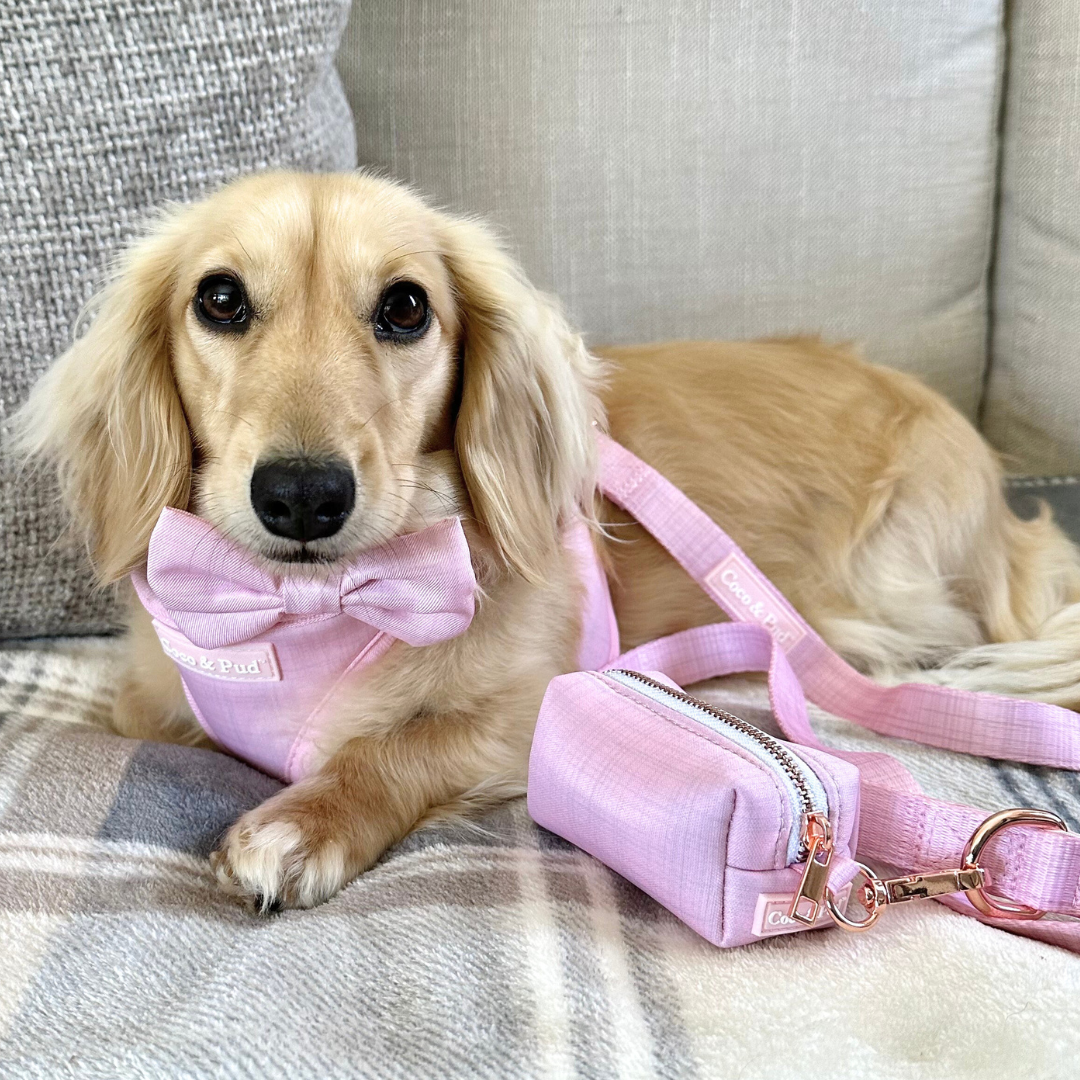 Coco & Pud Essential Pup Collection with Miniature long-haired Dachshund - Blossom Pink