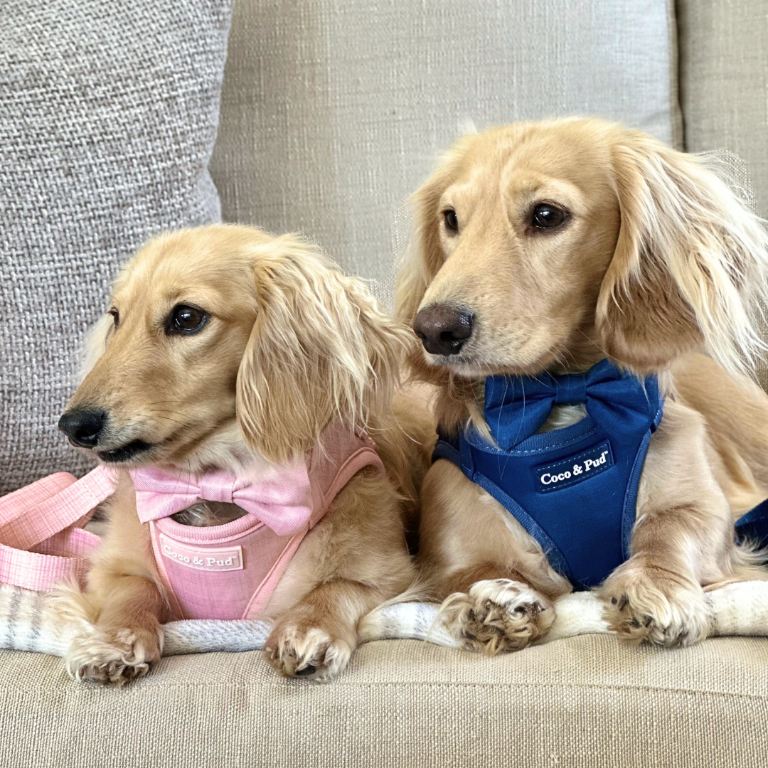 Coco & Pud Essential Pup Collection of dog accessories with two miniature Dachshunds