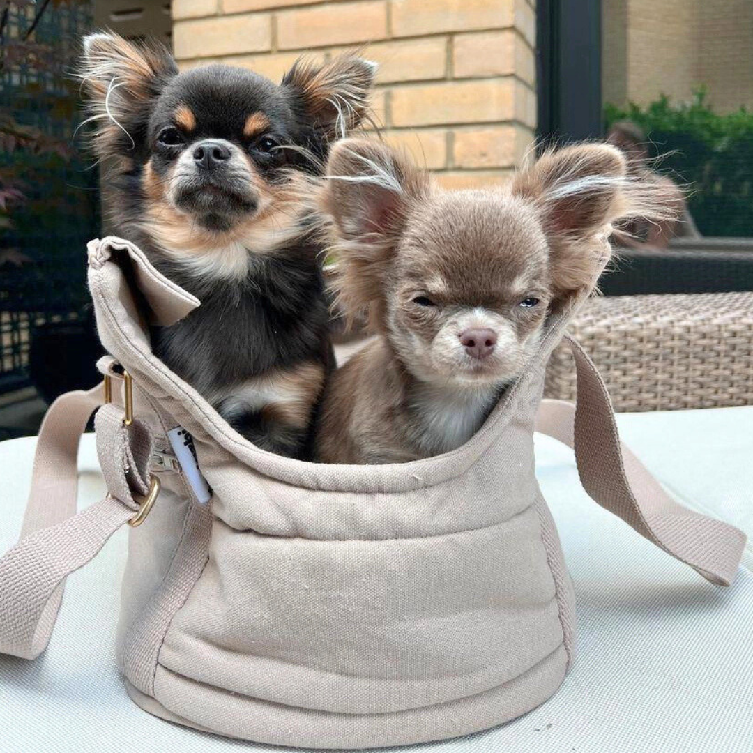 Coco & Pud Pet/ Puppy carrier bag with adjustable handles with two Chiguahua dogs inside - Tadazhi