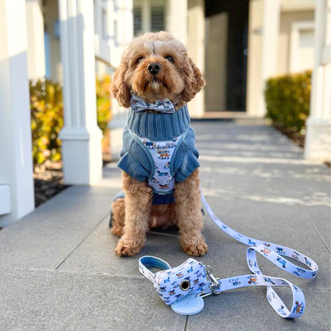 Coco & Pud Skating Dogs Collection & Coco Cable Dog Sweater - Boathouse Blue with Kiki the Cavoodle dog