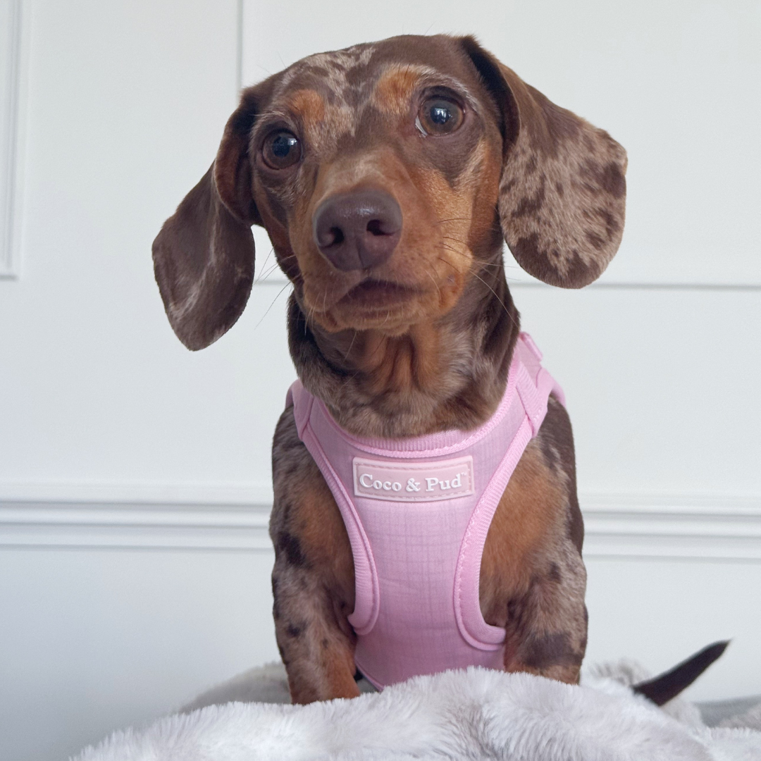 Coco & Pud Essential Pup Step In Dog Harness - Blossom Pink