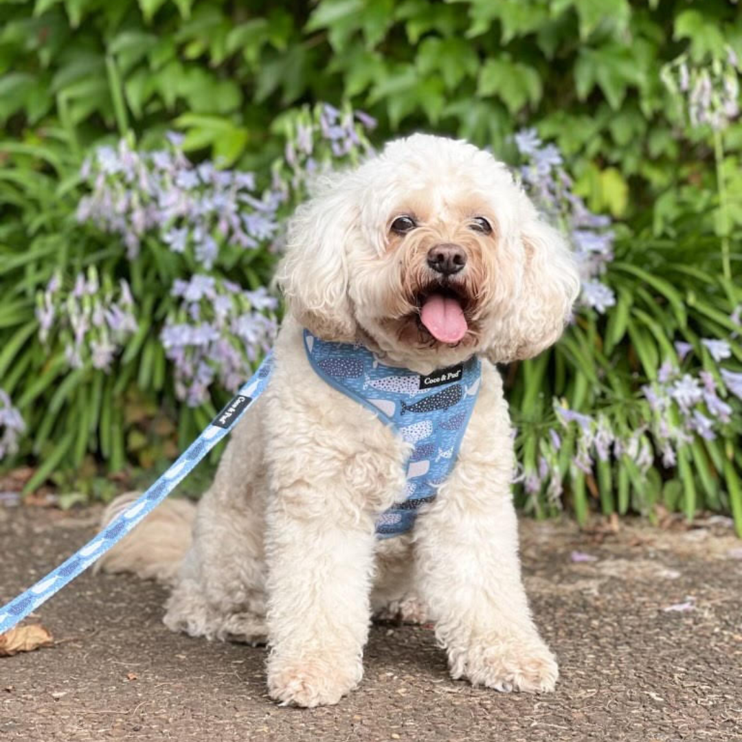 Cavoodle Molly wearing Coco & Pud Whale of a Time Dog Harness and accessories