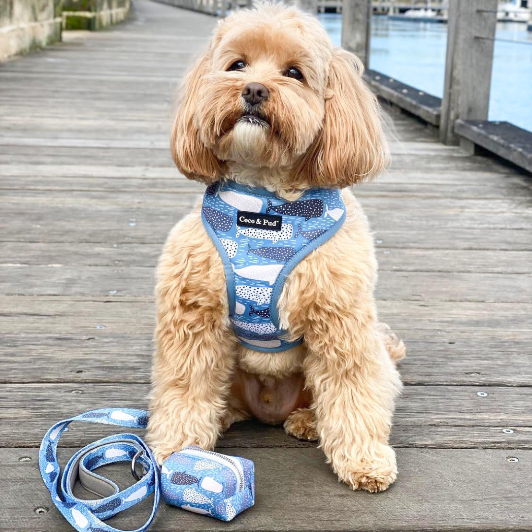 Coco & Pud Whale of a time Collection to match Montaulk Rope Lead