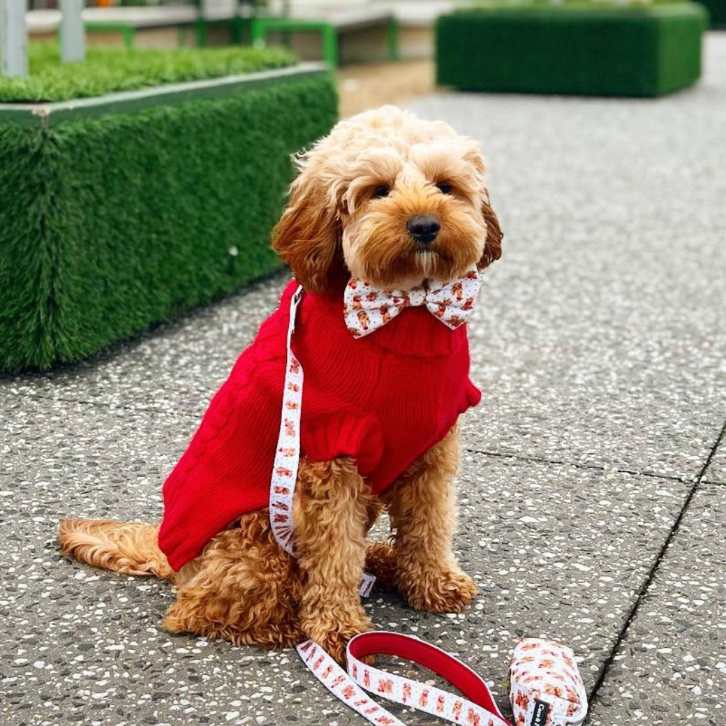 Barn Red Coco Cable wool dog sweater by Coco & Pud on model