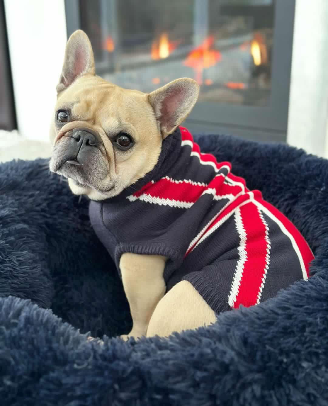 Union Jack Dog Sweater Coco & Pud