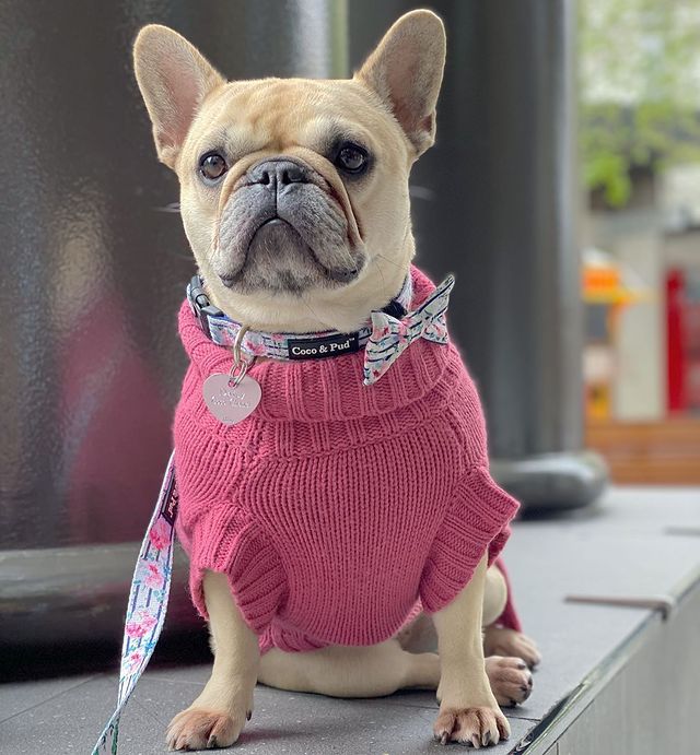 Daisy in Coco & Pud Peony Sweater with Floral Blooms