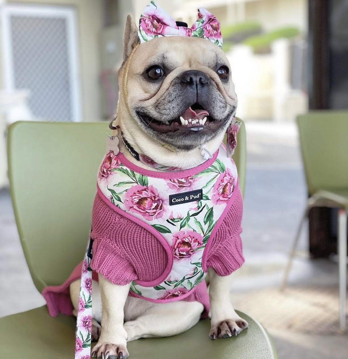 Daisy in Coco & Pud Peony Sweater & Harness