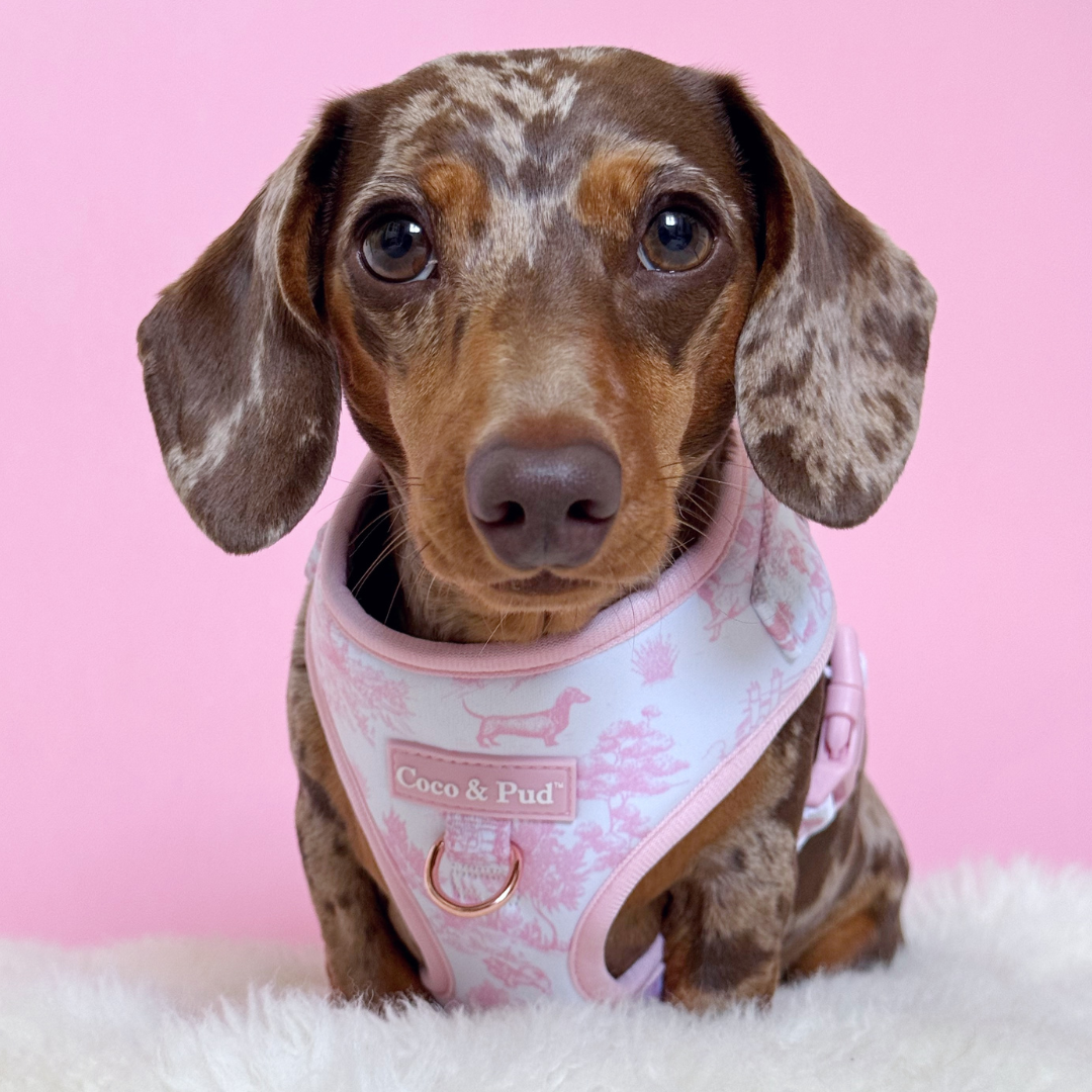 Coco & Pud Toile de Chien Rose dog harness