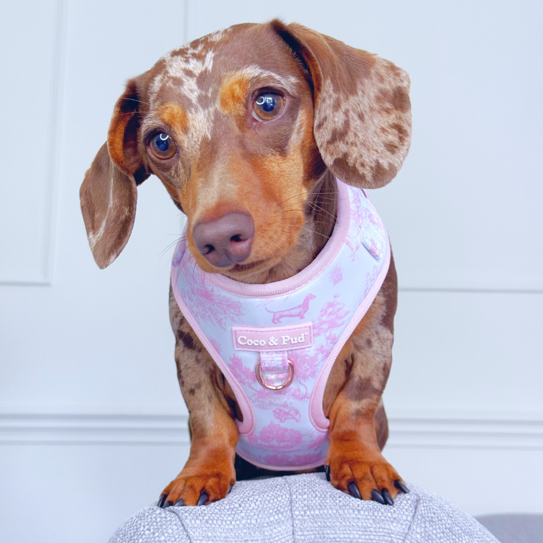 Coco & Pud Toile de Chien Rose dog harness