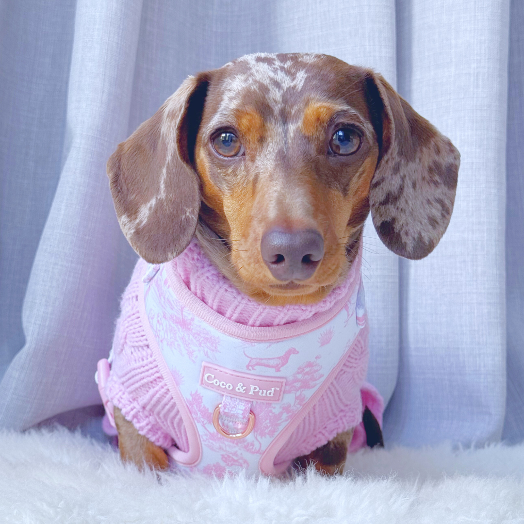 Coco & Pud Toile de Chien Rose dog harness