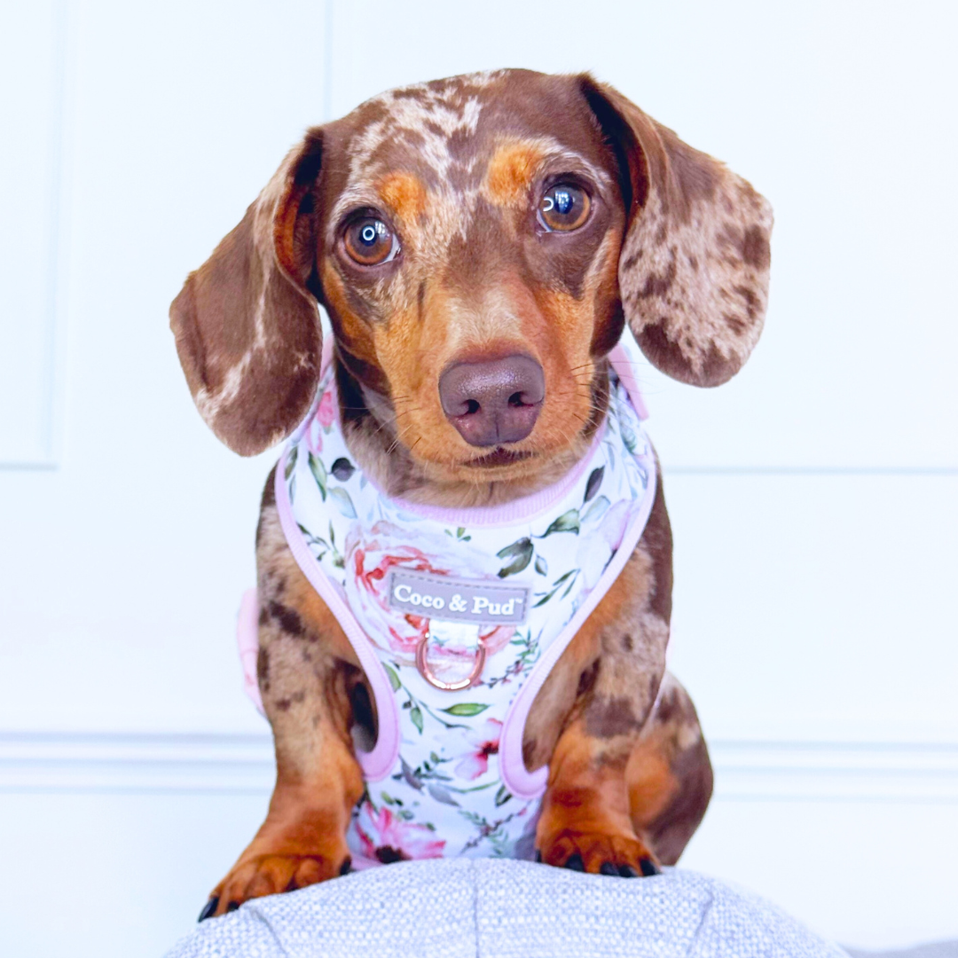Dapplecoco in Coco & Pud Le Jardin Dog Harness