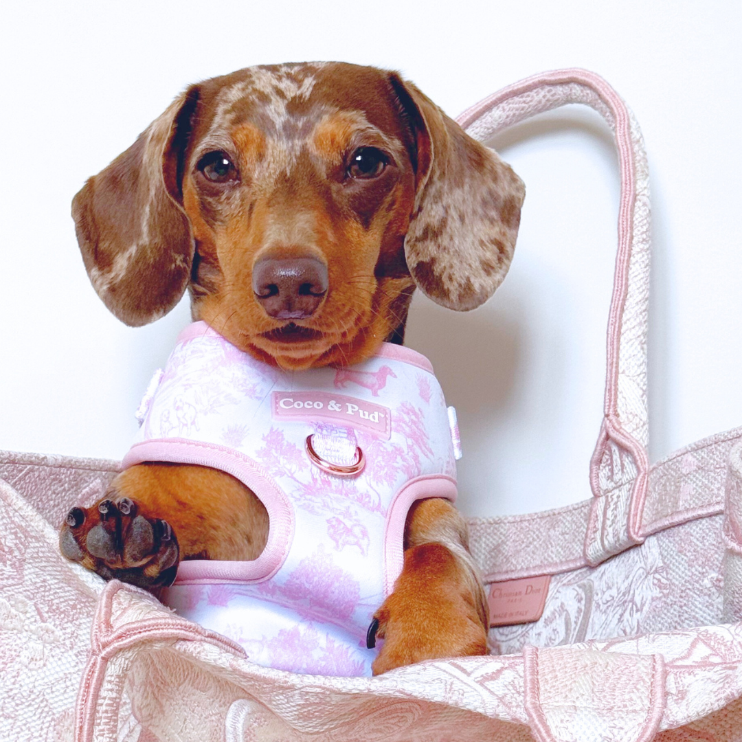 Dapple coco in Coco & Pud Toile de Chien Rose Dog Harness
