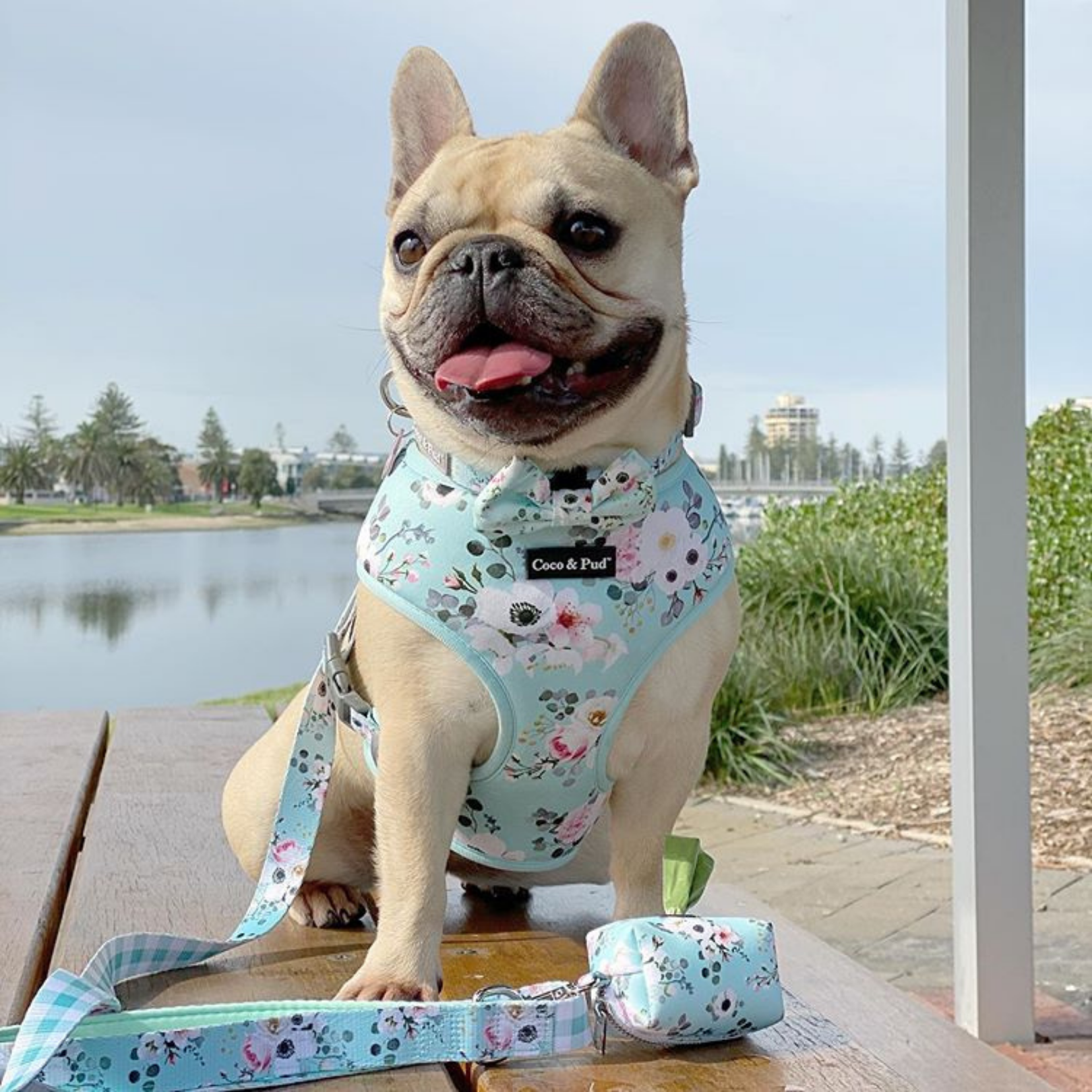 French Azure Dog Bow tie