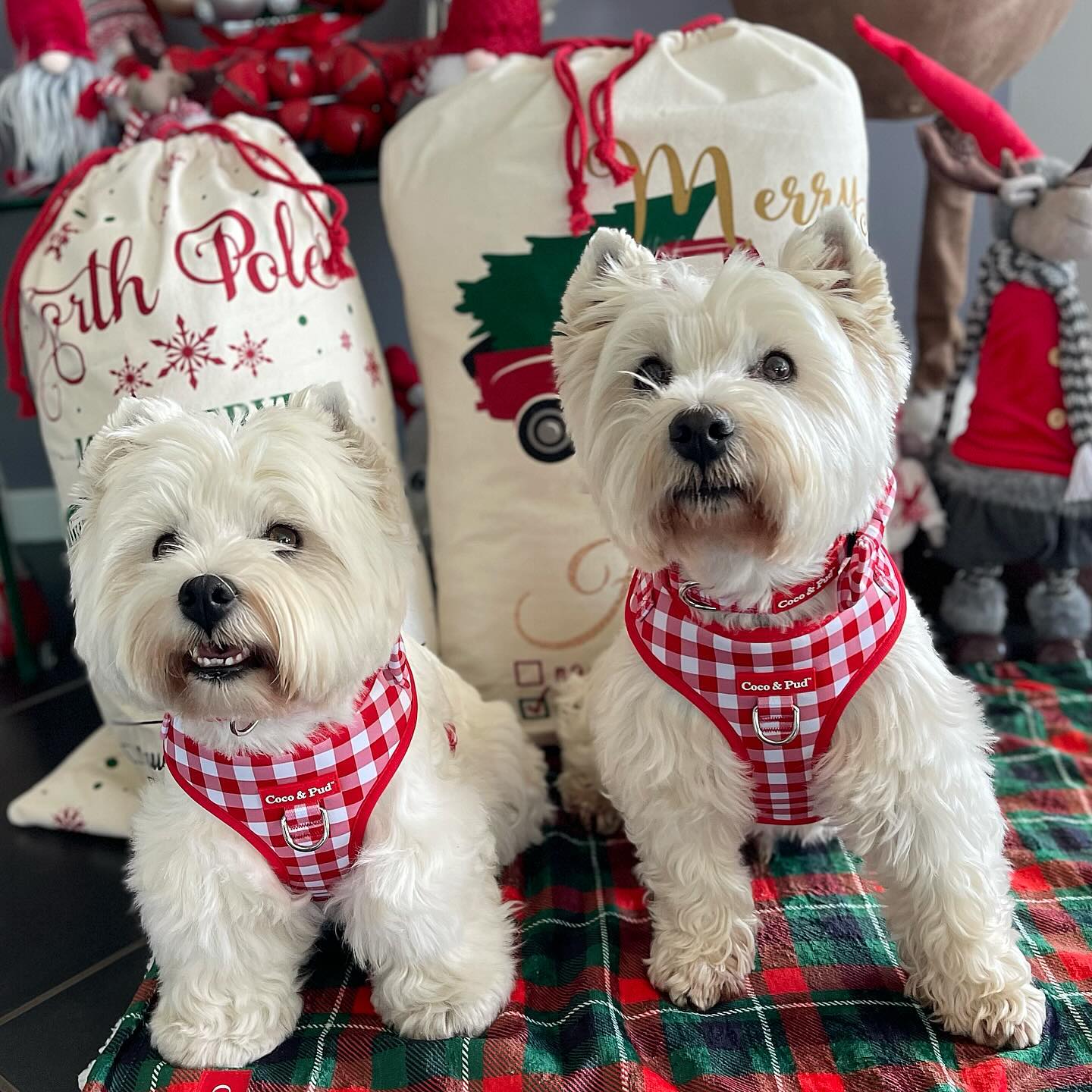 Christmas Personalised Pet Santa Sack - North Pole Mail Service