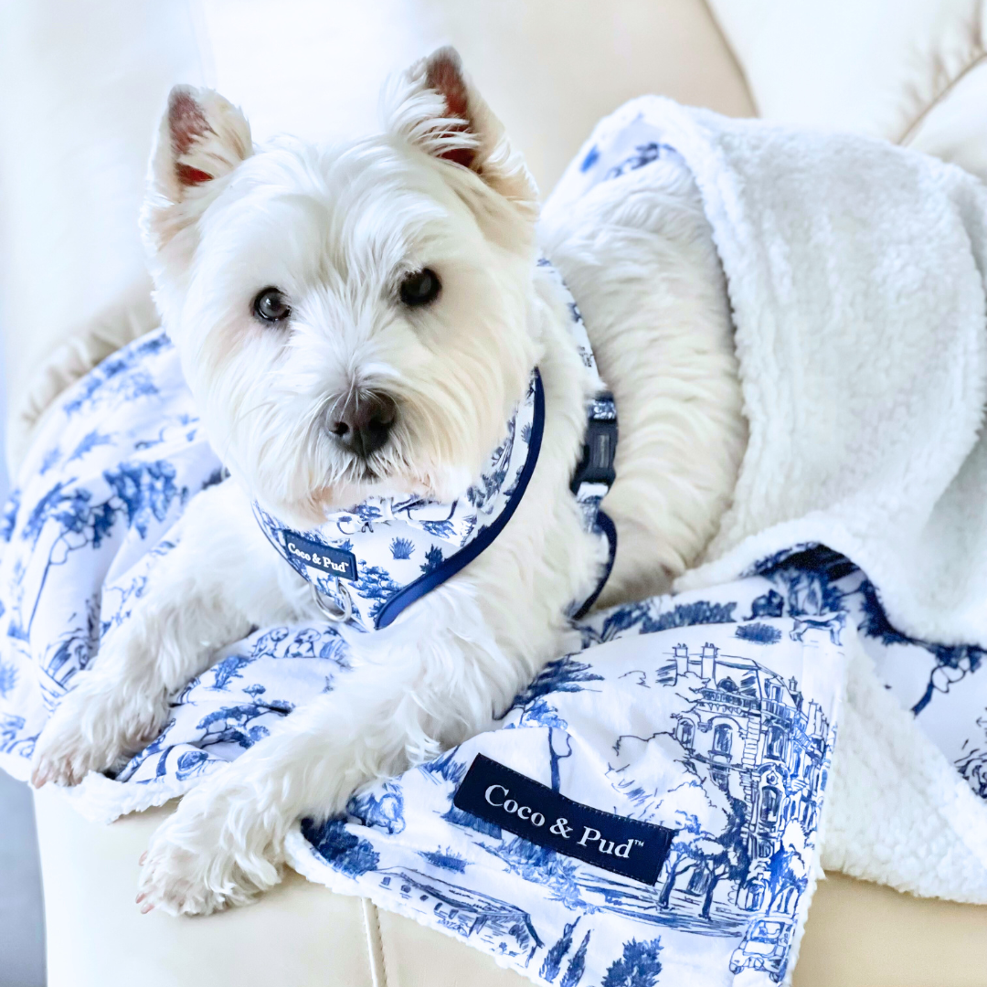 Coco & Pud Toile de Chien Luxe Pet Blanket with West Highland Terrier sitting on chair wearing matching dog harness and accessories