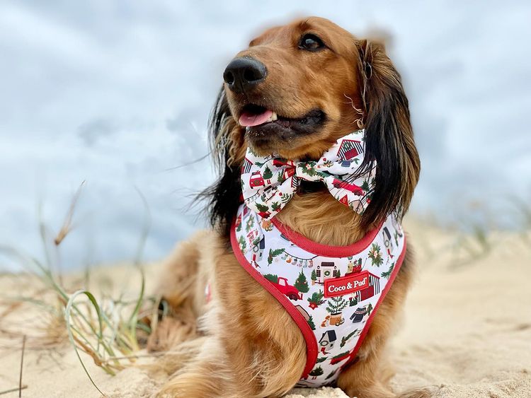 Home For Christmas Adjustable Dog Harness - Coco & Pud