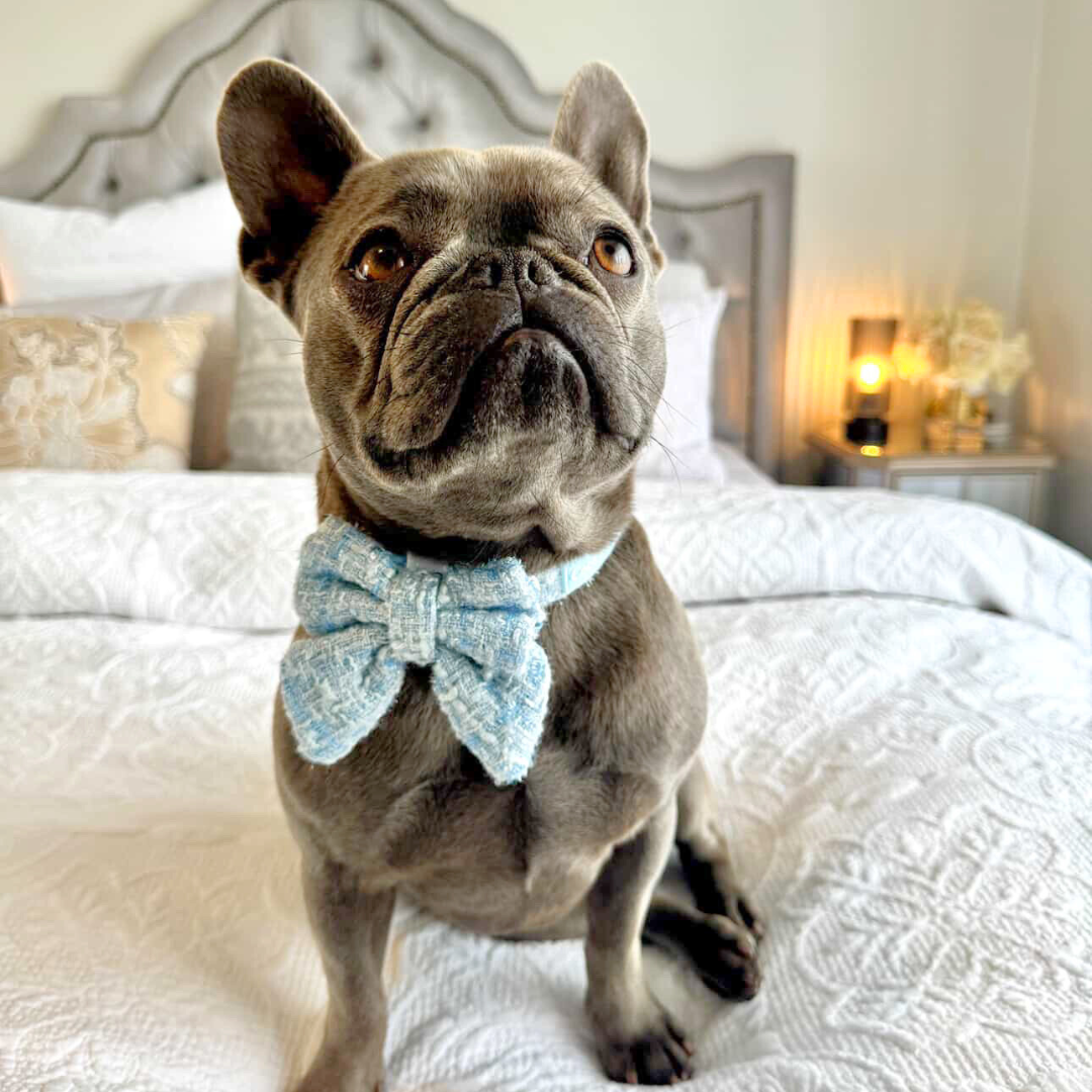 Boucle de Luxe Dog Collar - Whisper Blue