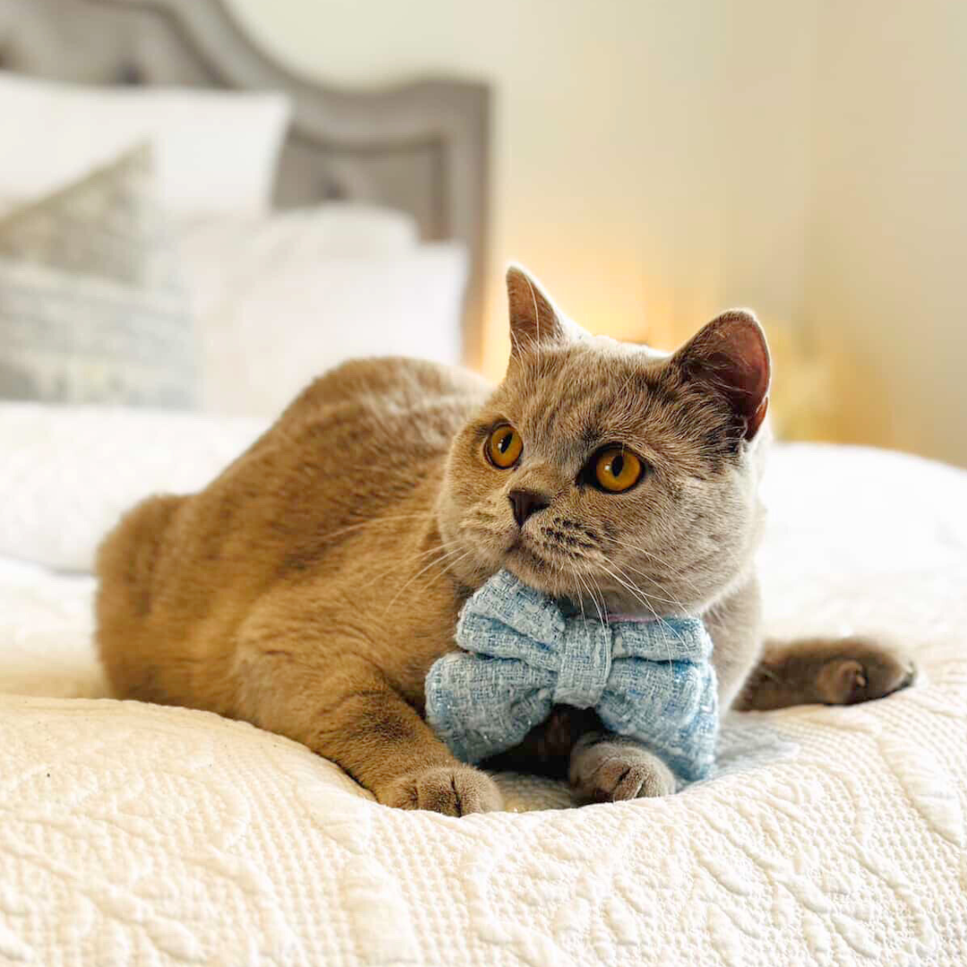 Boucle de Luxe Sailor Bow Tie - Whisper Blue