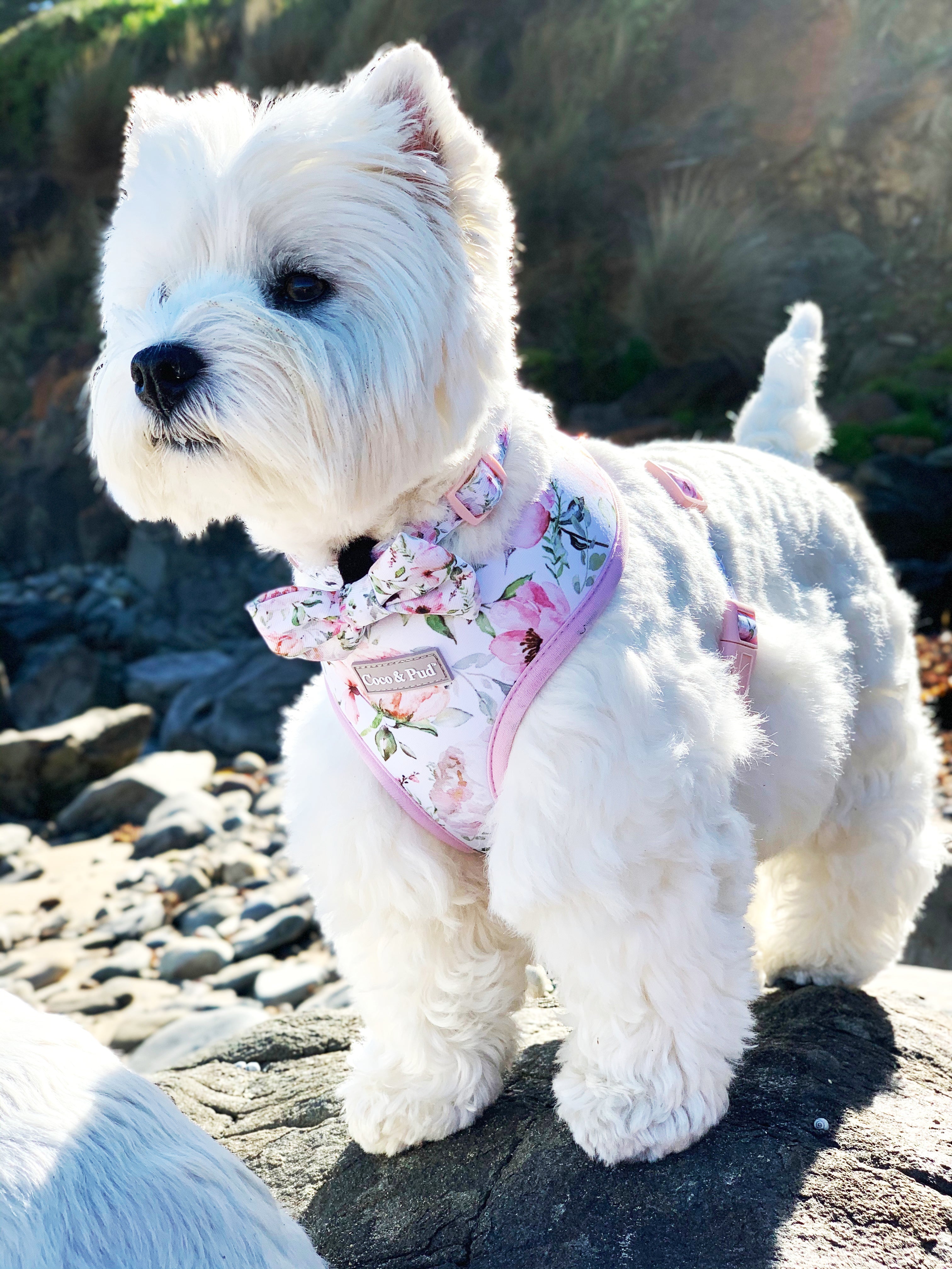 Le Jardin Adjustable Dog Harness by Coco & Pud