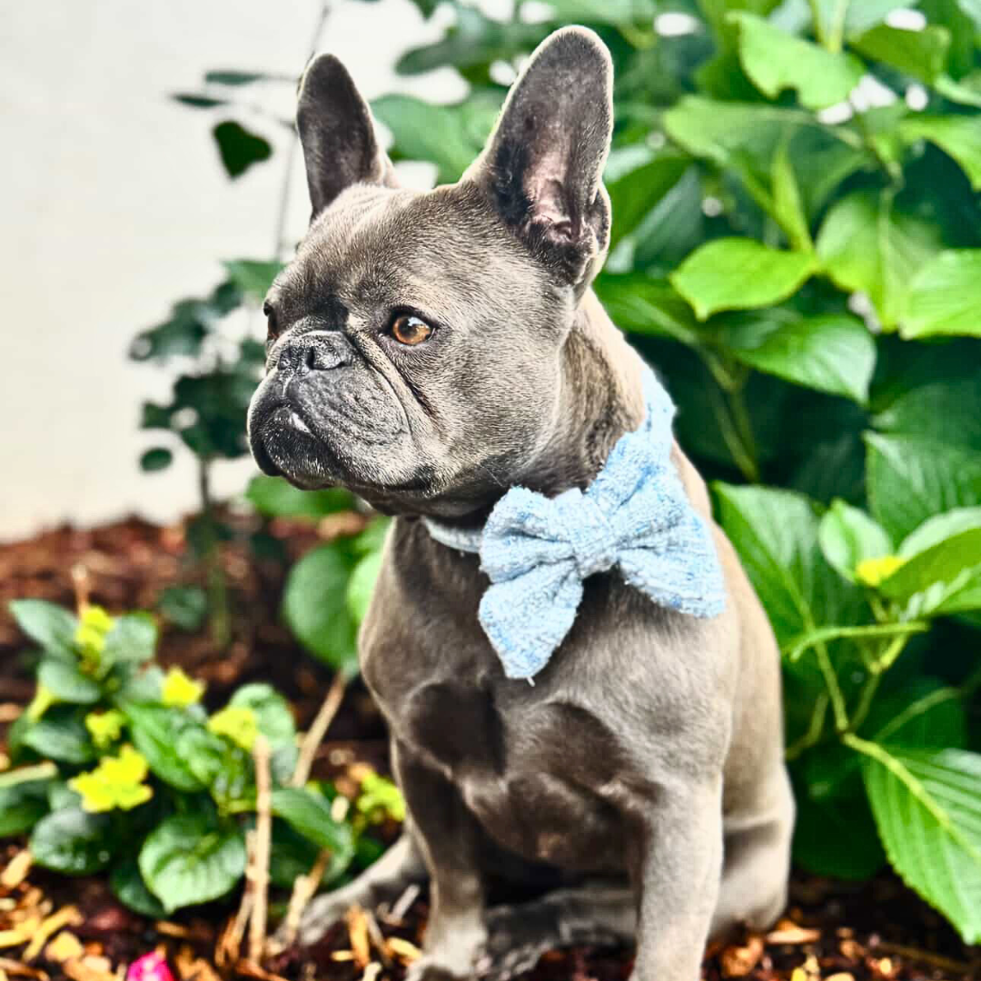 Boucle de Luxe Dog Collar - Whisper Blue