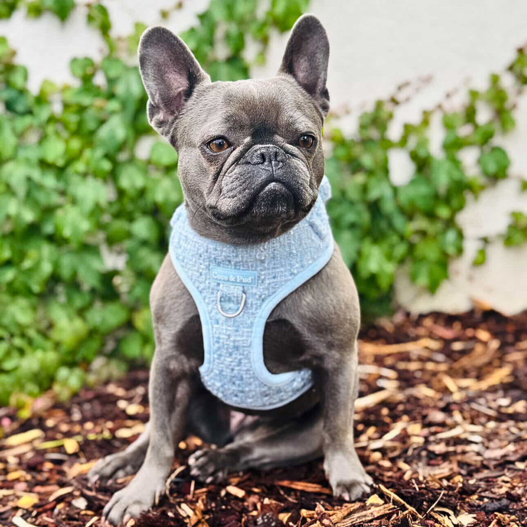 Boucle de Luxe Adjustable Dog Harness - Whisper Blue