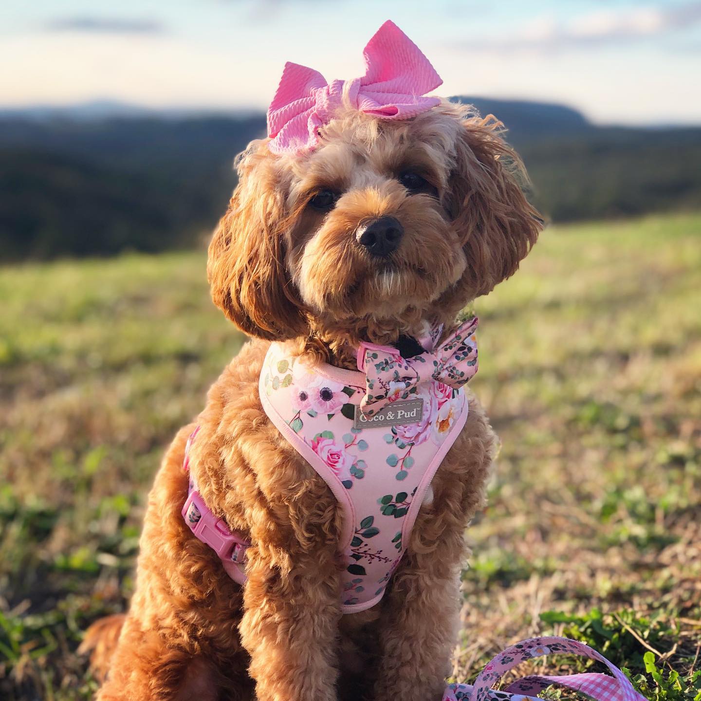 Provence Rose Reversible Dog Harness
