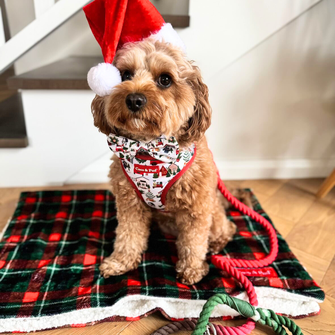 Kiki in Coco & Pud Home for Christmas & Red/Green rope dog lead